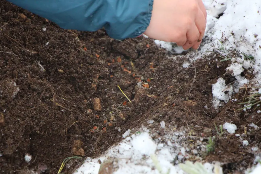 Anadolu'da varlığı sona ermişti! Avrupa'dan Amasya'ya getirildi: Türk uzmanlar 30 yıldır peşinde 7