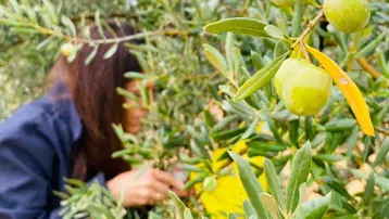 Manisa’da çifte uyarı:" Halkalı Leke" ve "Zeytin Sineği" tehlikesi