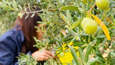Manisa’da çifte uyarı:" Halkalı Leke" ve "Zeytin Sineği" tehlikesi