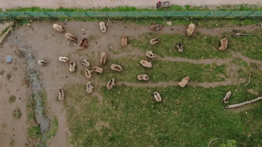 BAKIM SÜPER! AYILARI KUŞ UYKUSU TUTMADI 29