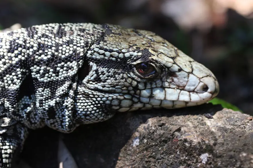 KAÇAK YOLLARLA GÜNEY AMERİKA'DAN GELDİLER 2