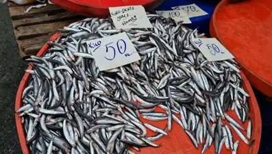 Tekirdağ'da hamsinin kilosu 50 liraya kadar düştü
