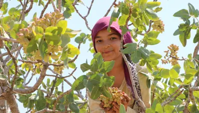 Sabah ve akşam dallardan toplanıyor:  1 ila 3 hafta devam edecek