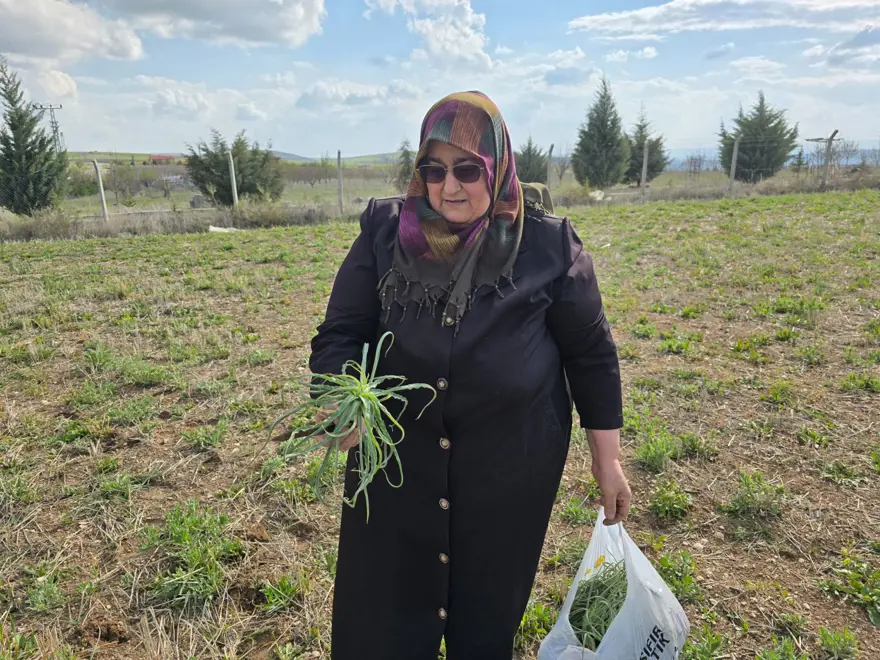 Kolesterol düşürücü özelliği varmış, ilkbaharda toplanıyor: Her yerde yetişen bitki 3