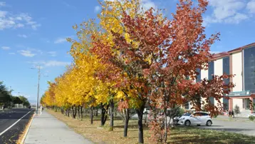 Kars'ta renk tonuna bürünen ağaçlar büyüledi
