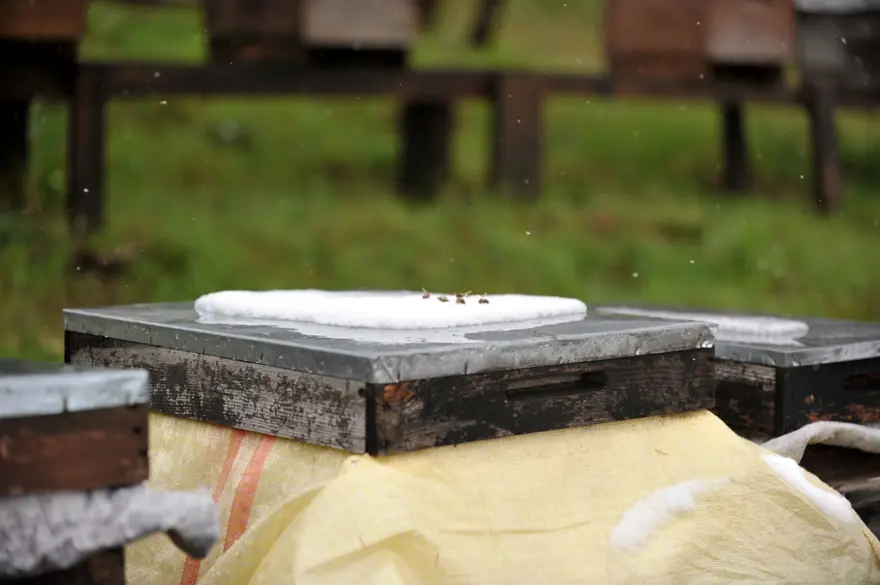 Gelmeyen bahar arı ölümlerini yüzde 70'e yükseltti 8