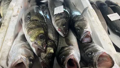 Gece avlanıyor, sabah alıcıyla buluşuyor: Fiyatı 2 bin TL'ye kadar çıkıyor