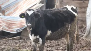 Bolu’da 18 köy ve 4 mahallede şap karantinası