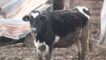 Bolu’da 18 köy ve 4 mahallede şap karantinası