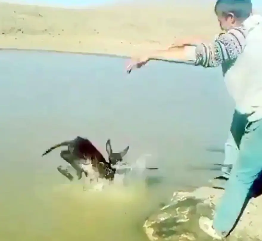 Sıpaya eziyet eden 2 kişiye 947'şer lira ceza Sıpaya eziyet eden 2 kişiye 947'şer lira ceza