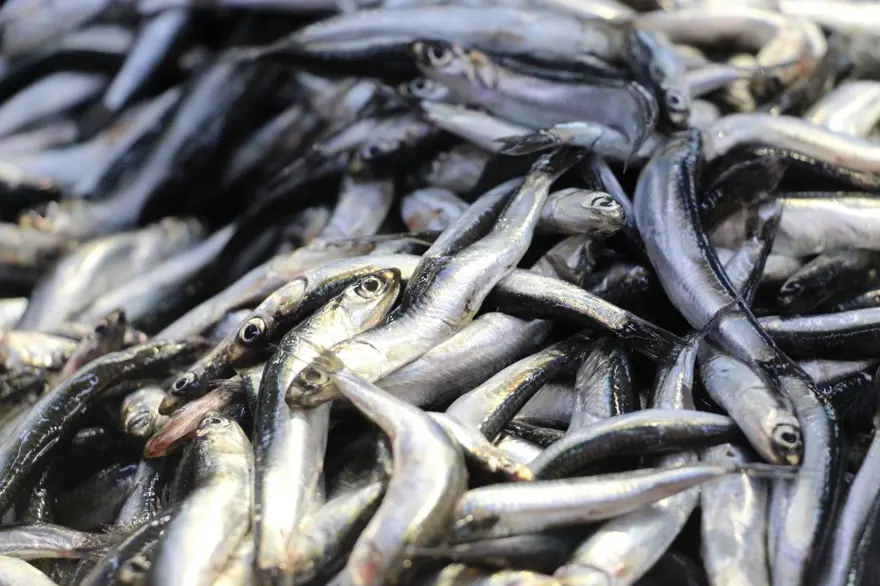 “VATANDAŞ EN ÇOK HAMSİYİ TERCİH EDİYOR” 3