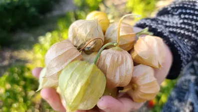 C vitamini zengini: Metabolizmayı hızlandırıp bağışıklık sistemini güçlendiriyor