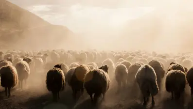 Rüyada koyun sürüsü görmek ne anlama gelir? Rüyada koyun sürüsü otlatmak ne anlama gelir?