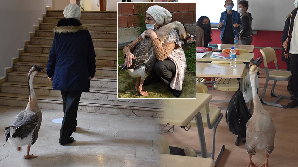 Çin kazı "Kirli" sahibinin götürdüğü okulda derslere neşe katıyor