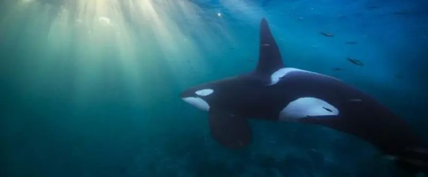 Peru'da 43 milyon yıl öncesine ait dört bacaklı balina fosili bulundu 4