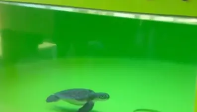 Denizlerdeki büyük tehlike: Caretta carettanın dışkısında 27 plastik atık bulundu