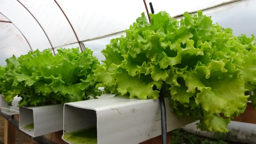 İstanbul'un kalabalığından kaçtı memleketinde topraksız tarıma başladı 7