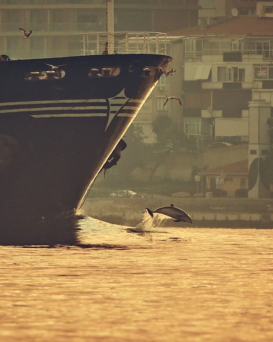 İstanbul Boğazı'nda yunusların dansı 12 İstanbul Boğazı'nda yunusların dansı 12