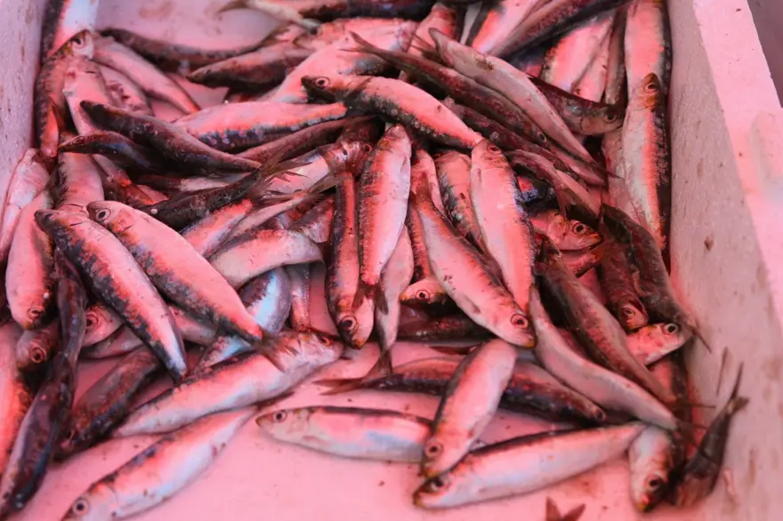 Eylül ayında tüketilmesi tavsiye ediliyor: Porsiyonu 250 lira 3