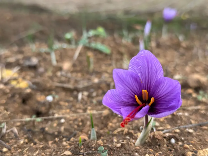 Dünyanın en pahalı baharatı: UNESCO Dünya Mirası Listesi'nde 2 Dünyanın en pahalı baharatı: UNESCO Dünya Mirası Listesi'nde 2