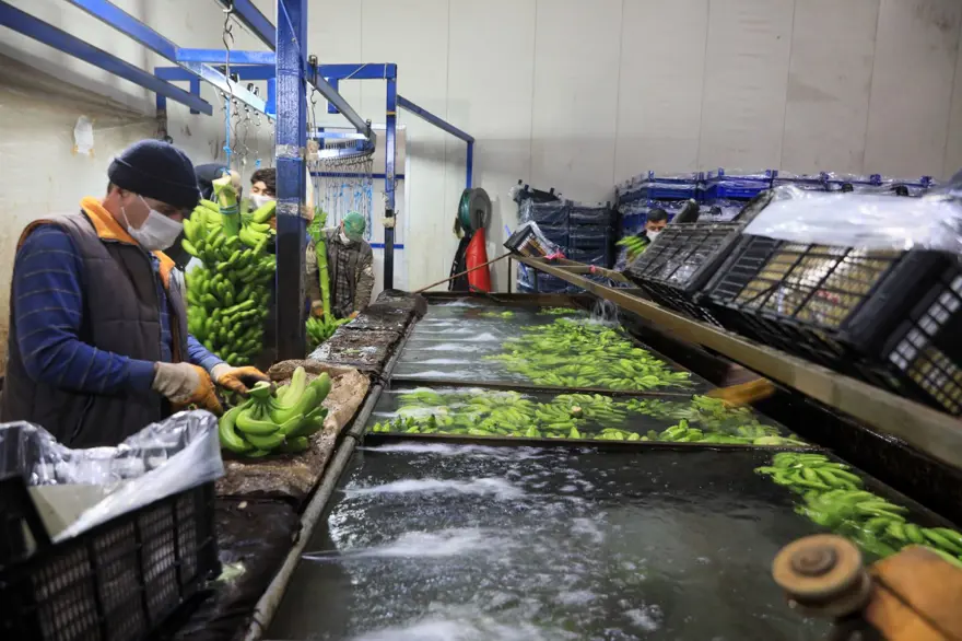 Muzu sarartmada karpitin yerini etilen gazı aldı 4