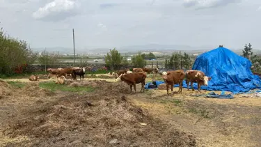 10 günde 70 buzağı ölünce köyde inceleme başlatıldı