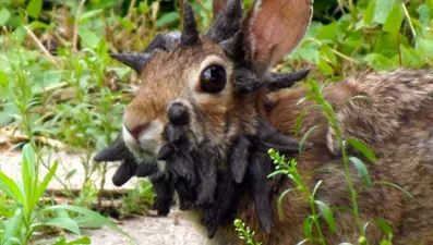 ABD'de "boynuzlu tavşan" virüsü