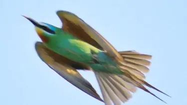 Yeşil arı kuşu 31 yıl sonra ilk kez görüldü