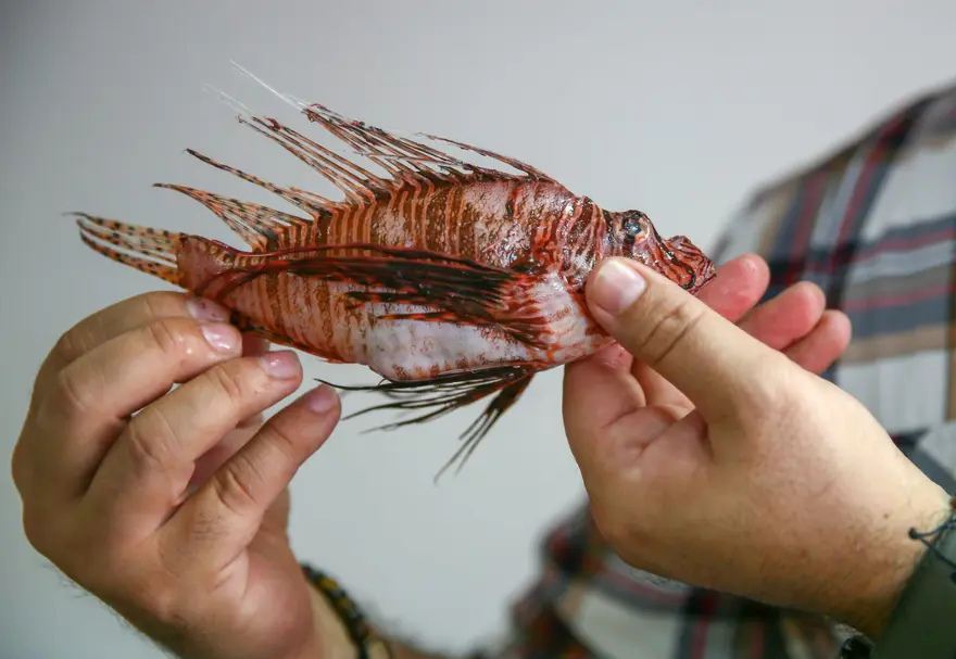 Aslan Balığı Kuzey Ege'ye çıktı 5