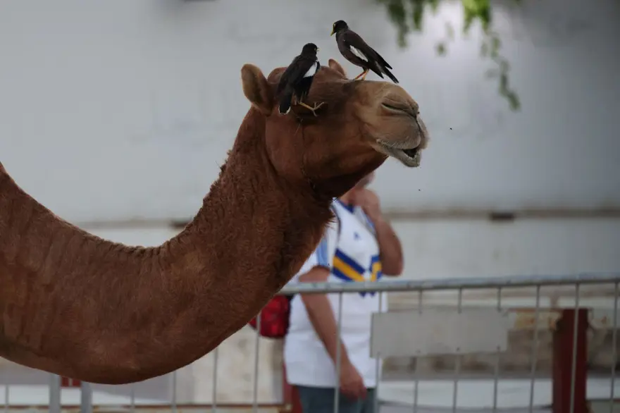 DEVE GRİBİ (MERS) NEDİR? 11