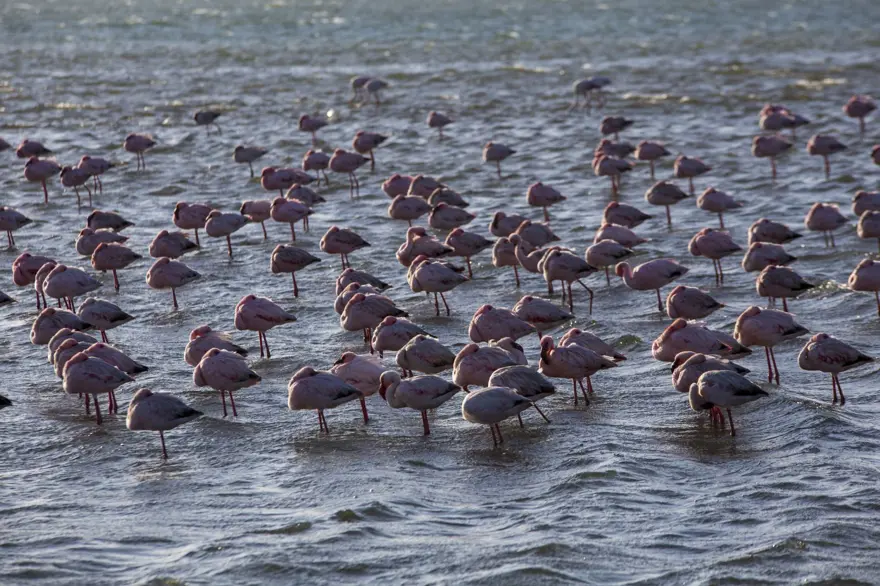 Afrika sahillerinde bir flamingo cenneti: Walvis Bay Lagünü 15