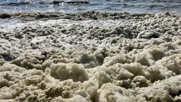 İskenderun Körfezi'nde endişelendiren görüntü: "Müsilajla karıştırılmamalı"