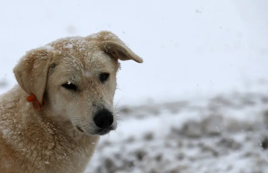 Dünyada kaç tane sokak hayvanı var? Ülkelere göre rakamlar 1