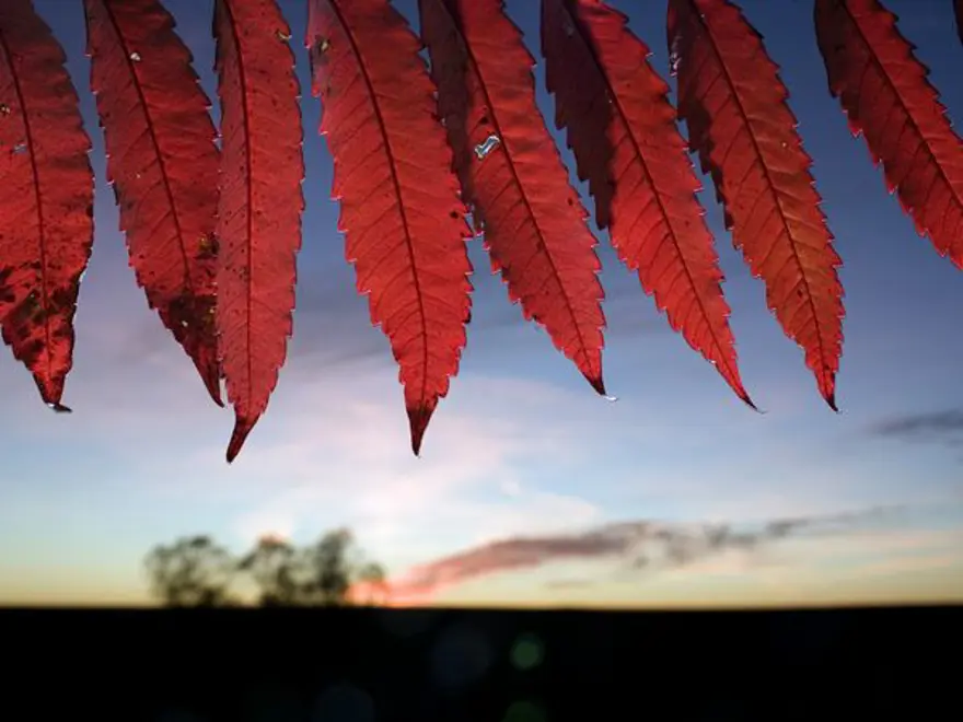 Kırmızı yaşamak 8