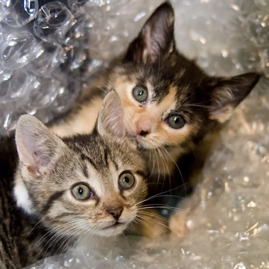 Hayatını kedileri kurtarmaya adadı 27