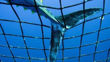 Daha kurtarılacak çok balık var