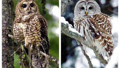 ABD'den skandal çevre planı: 500 bin baykuş yakalanıp öldürülecek