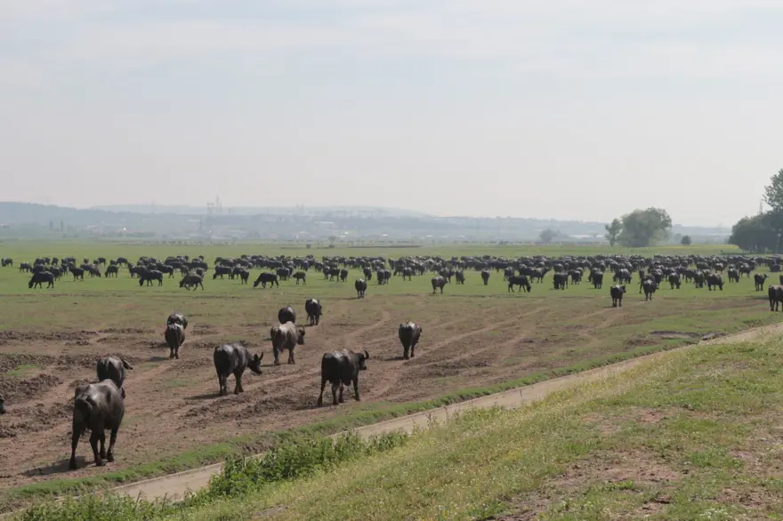 "DESTEKLEMELER MANDA ÜRETİMİNİ ARTIRDI" 6