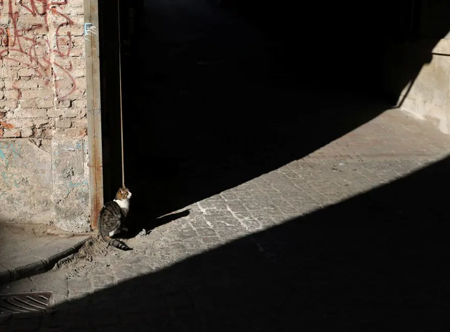 İstanbul'un kedileri dünya basınında: Kediler söz konusuysa para mesele değil 5
