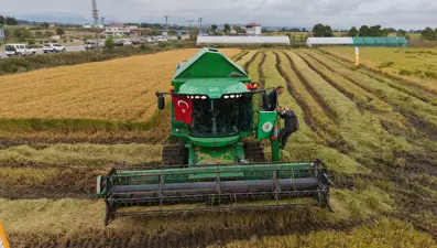 Türkiye’nin en verimli tarım ovalarından biri: Çeltik hasadı başladı
