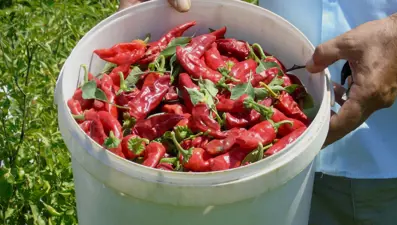 Gaziantep'te sofralık kırmızı biber hasadı başladı