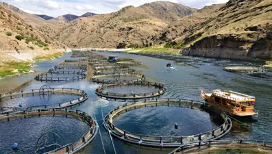 Elazığ'dan dünyaya Türk Somonu