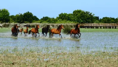 Kızılırmak Deltası'nın vahşi güzelliği: Yılkı atları