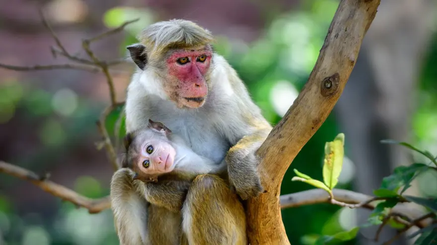 Sri Lanka'da ekonomik kriz: 100 bin makak maymununu satıyor 4
