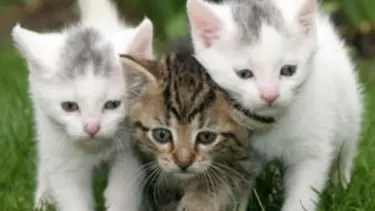 Ofiste başarının anahtarı yavru kedi resimleri