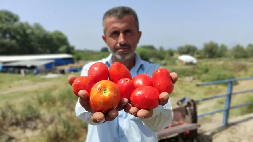 Salçalık domates tarlada 50 kuruş, salçanın kilosu ise markette 12 lira 2 Salçalık domates tarlada 50 kuruş, salçanın kilosu ise markette 12 lira 2