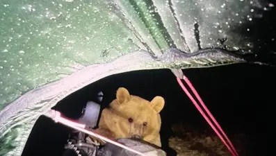 Kamp yapan turiste ayı saldırdı