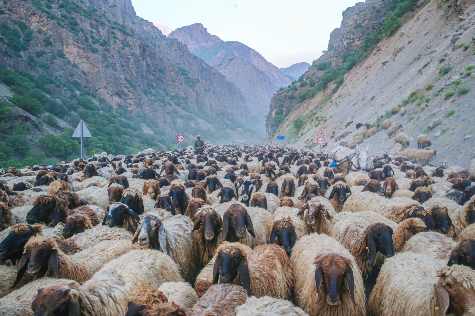 10bin hayvanla, 40 gündür yürüyorlar: Yazı geçirmek için yaylaya çıkacaklar