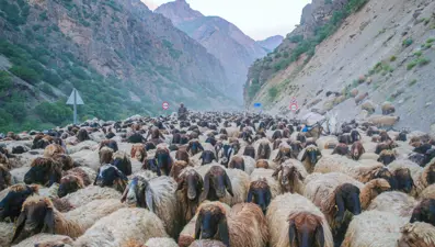 10bin hayvanla, 40 gündür yürüyorlar: Yazı geçirmek için yaylaya çıkacaklar