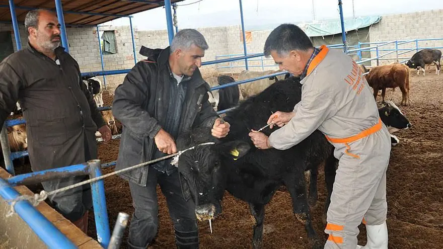 ŞAP HASTALIĞI NASIL BULAŞIR? 5